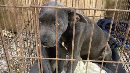 Malade et abandonné, ce chiot a été enfermé dans une cage et jeté aux poubelles