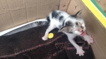 Au refuge, un chaton abandonné fait fondre le coeur de sa sauveuse avec ses pleurs