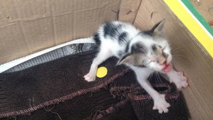 Au refuge, un chaton abandonné fait fondre le coeur de sa sauveuse avec ses pleurs