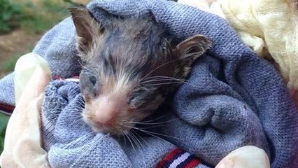 Un couple sauve ce minuscule chaton aux yeux fermés abandonné près des poubelles