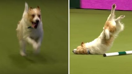 Un chien qui n'a rien compris au parcours qu'il devait traverser