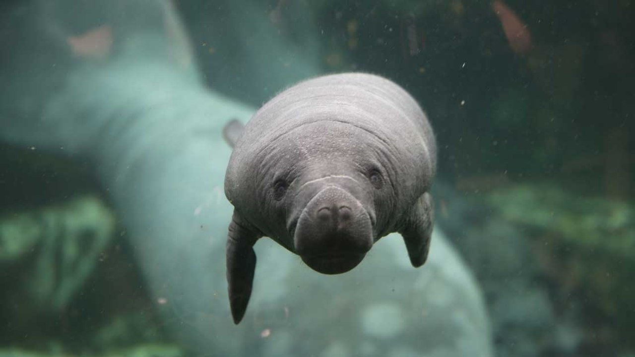 Naissance d'un bébé lamantin très attendue au zoo de Beauval !