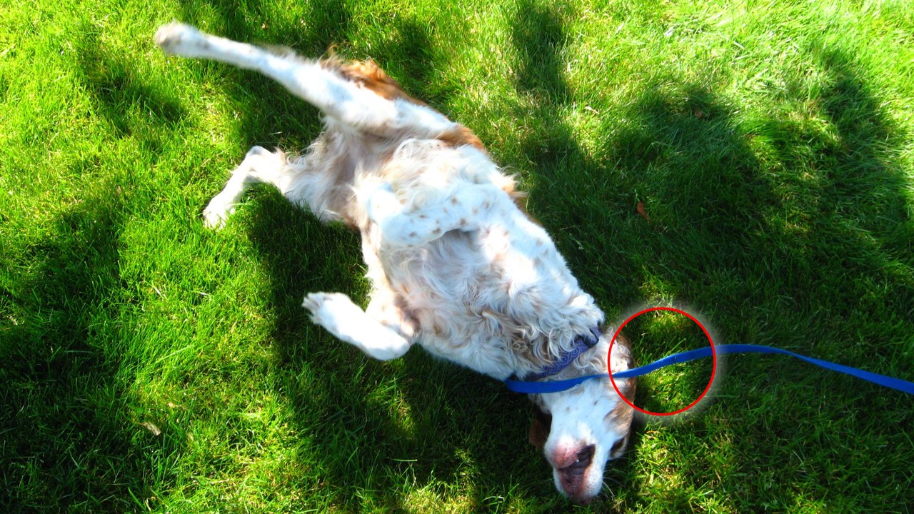 Chenilles processionnaires : Un vrai danger pour vos animaux de compagnie !