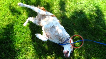 Chenilles processionnaires : Un vrai danger pour vos animaux de compagnie !