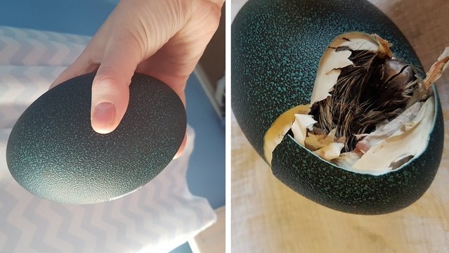 Charlotte Harisson : elle achète un oeuf d'émeu sur ebay, le couve et le voit éclore sous ses yeux