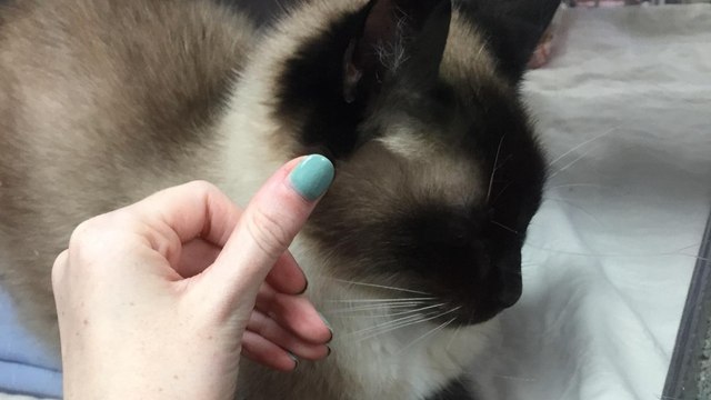 A travers la vitre de sa cage, ce chat de refuge a conquis le coeur de sa nouvelle maîtresse