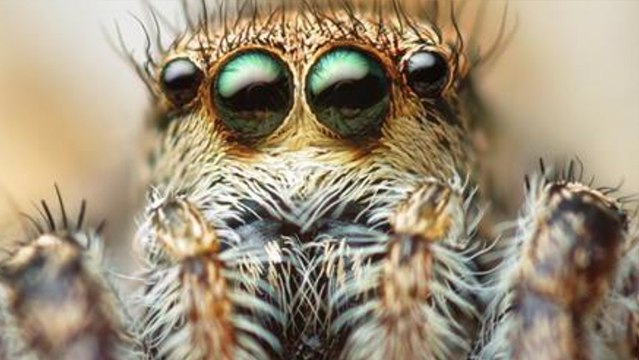 Les araignées pourraient faire disparaître l'être humain de la Terre... en à peine un an !