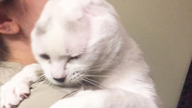 Un chat sans oreilles aide sa maîtresse handicapée à soulager ses crises d'angoisse