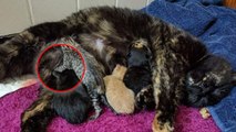 Une chatte écaille de tortue donne naissance à 5 chatons tous différents et uniques