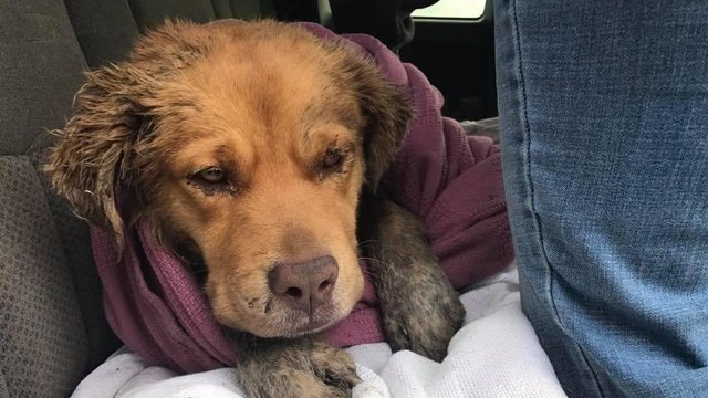 Une association sauve un chien traumatisé après s'être fait attaqué par d'autres bêtes