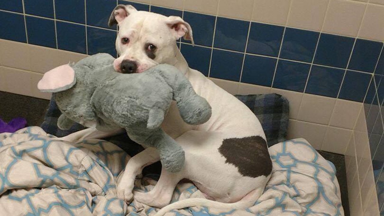 Abandonné dans un refuge, ce chien trouve du réconfort auprès de sa peluche éléphant