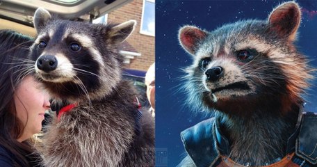 Gardiens de la Galaxie : le raton laveur qui a servi de modèle pour Rocket Raccoon est mort