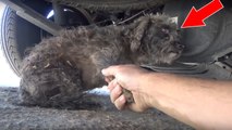 Cachée sous une voiture, cette chienne refuse d'être sauvée pour protéger son unique chiot