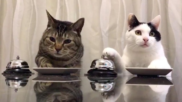 Ces 2 chats ont appris à utiliser leur sonnette pour réclamer des friandises !