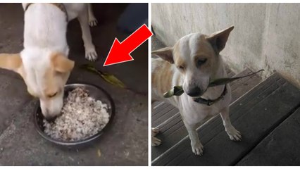 Chaque jour, ce chien errant apporte un cadeau pour remercier la femme qui le nourrit