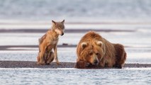 Donald Trump: La chasse aux ours et loups sauvages de nouveau autorisée en Alaska
