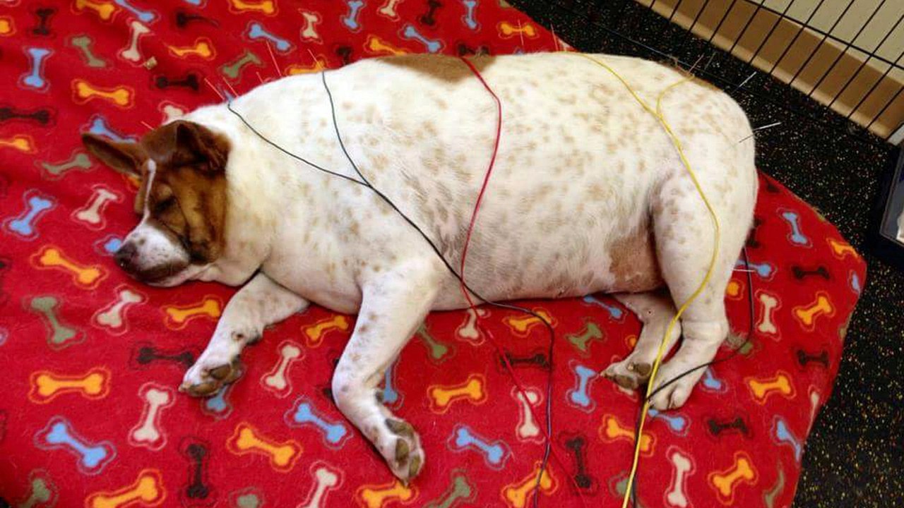 Maltraité et abandonné par ses maîtres, ce chien est devenu obèse jusqu'à peser 35 kg !