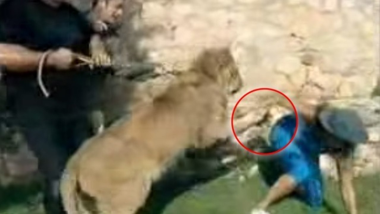Marie Ange Nardi se confie sur un traumatisme causé par l'attaque en direct d'un lion