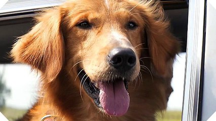 Mes vies de chien, de Lasse Hallström : un premier extrait dévoilé en exclusivité !