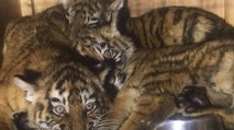 Les autorités découvrent 3 bébés tigres abandonnés dans une caisse à l'aéroport
