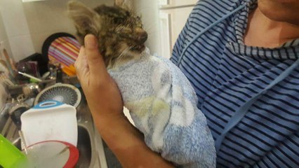 Un couple sauve un chaton aux yeux fermés dans un état critique