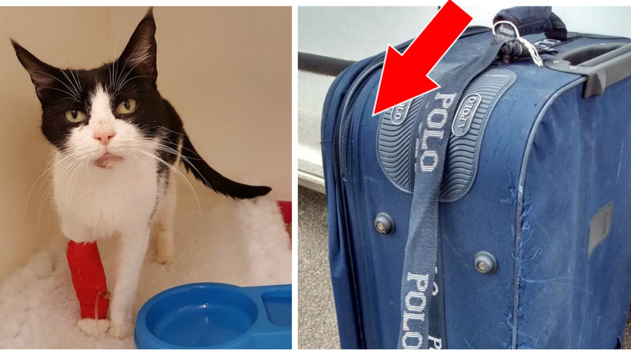 Une femme découvre une valise abandonnée avec 9 chats enfermés à l'intérieur !