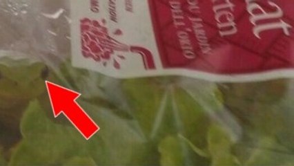 Une grenouille vivante a été retrouvée dans un sachet de salade !