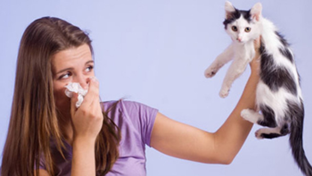 Chiens, chats : Astuces pour combattre l'allerg...