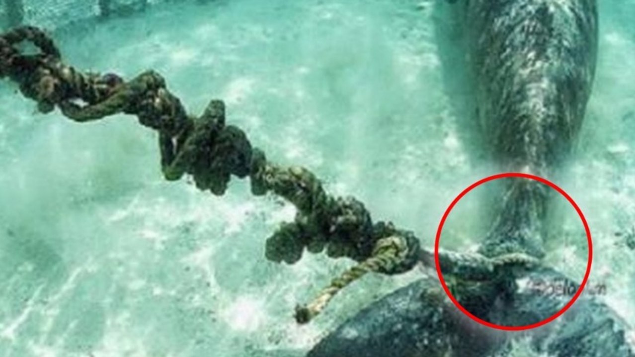 Indonésie : un groupe de plongeurs fait une affreuse découverte sous les fonds marins de l'Ile Kokoya