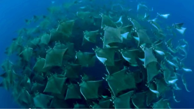 Golfe du Mexique : le ballet somptueux des Raies volantes Mobula