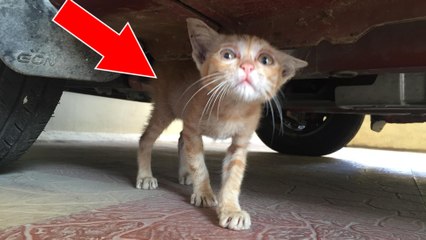 De retour de vacances, une femme trouve un chaton errant et affamé sous une voiture