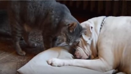 Ce chat fait son possible pour réveiller son ami chien endormi…