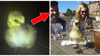 Un homme sauve une oie sauvage de la noyade, et celle-ci ne peut plus se séparer de son sauveur !