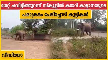 ഗേറ്റ് ചവുട്ടിത്തുറന്ന് സ്‌കൂള്‍ വളപ്പിനകത്ത് അതിക്രമിച്ച് കയറി കാട്ടാന | Oneindia Malayalam