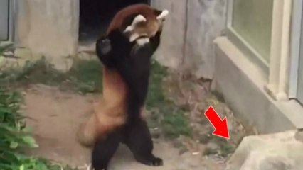 Ce panda roux s'énerve contre un rocher