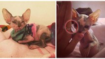 Un chat sans poils abandonné devient nurse pour animaux malades chez un vétérinaire