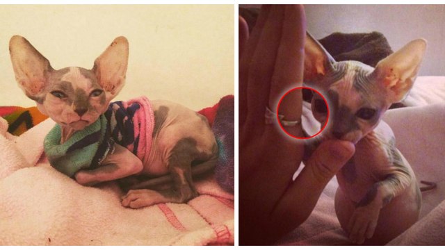 Un chat sans poils abandonné devient nurse pour animaux malades chez un vétérinaire