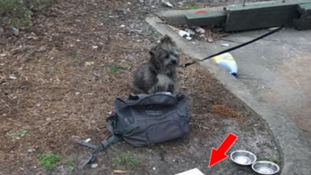 Attaché à une benne à ordures, ce chien abandonné était accompagné d'un message très spécial