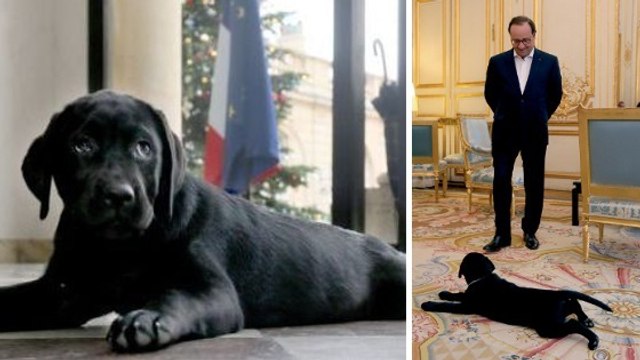François Hollande : voici ce que sa chienne est devenue