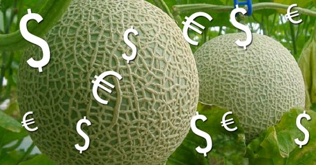 Ces melons sont les plus chers du monde !