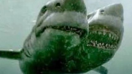 Diphallia : des scientifiques espagnols découvrent un requin à deux têtes dans la mer Méditerranée