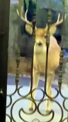 DEER  RINGS THE DOOR BELL FOR HIS LUNCH