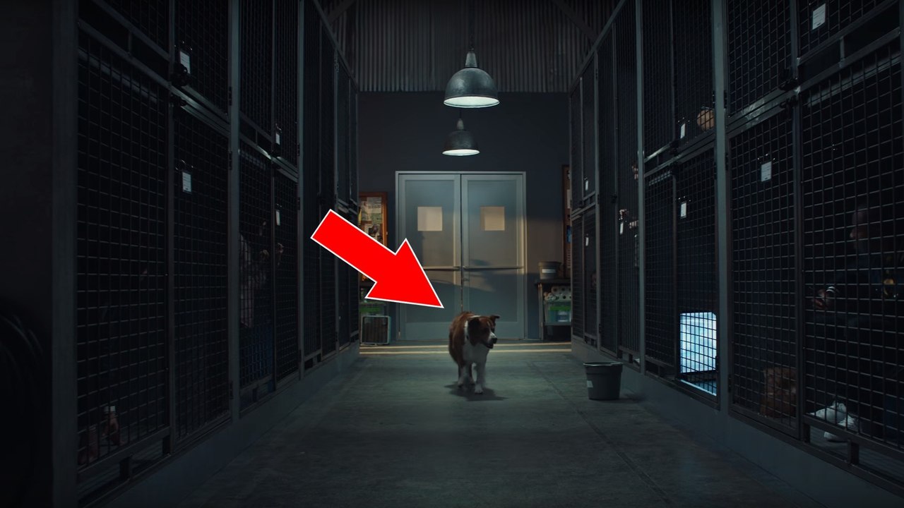 Un chien qui va choisir son humain au refuge : la vidéo de la campagne d'adoption Pedigree fait sensation