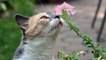 Le lys : une fleur mortellement dangereuse pour tous les chats !