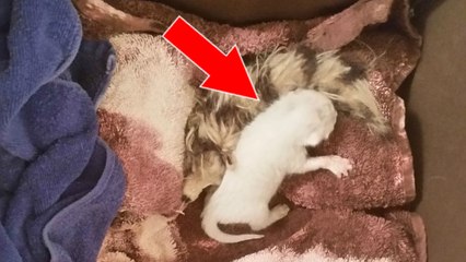 Qualifié de "rat alien", ce chaton va se métamorphoser grâce à l'amour de sa sauveuse