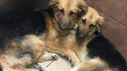 Abandonnés dans un refuge, ces deux chiens se réconfortent en restant collés l'un à l'autre