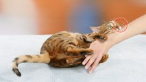 Connaissez-vous la maladie des griffes du chat ? (vidéo)