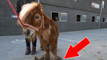 A cause de ses sabots jamais parés, ce poney maltraité ne pouvait même plus marcher !