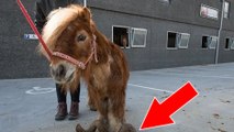 A cause de ses sabots jamais parés, ce poney maltraité ne pouvait même plus marcher !