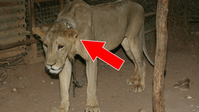 Enchaîné toute sa vie à un poteau, ce lion va enfin connaître la liberté
